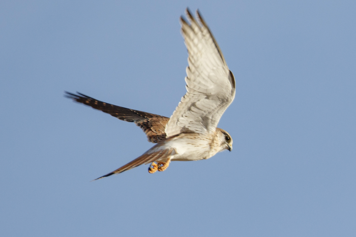 Пустельга – ясный сокол. Учёные придумали, как улучшить беспилотники