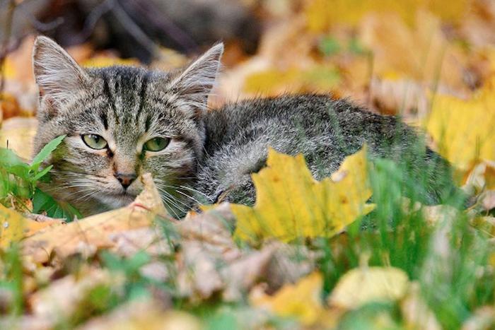 Москвичи должны решить, нужно ли введение регионального закона, регулирующего обращение с бездомными животными