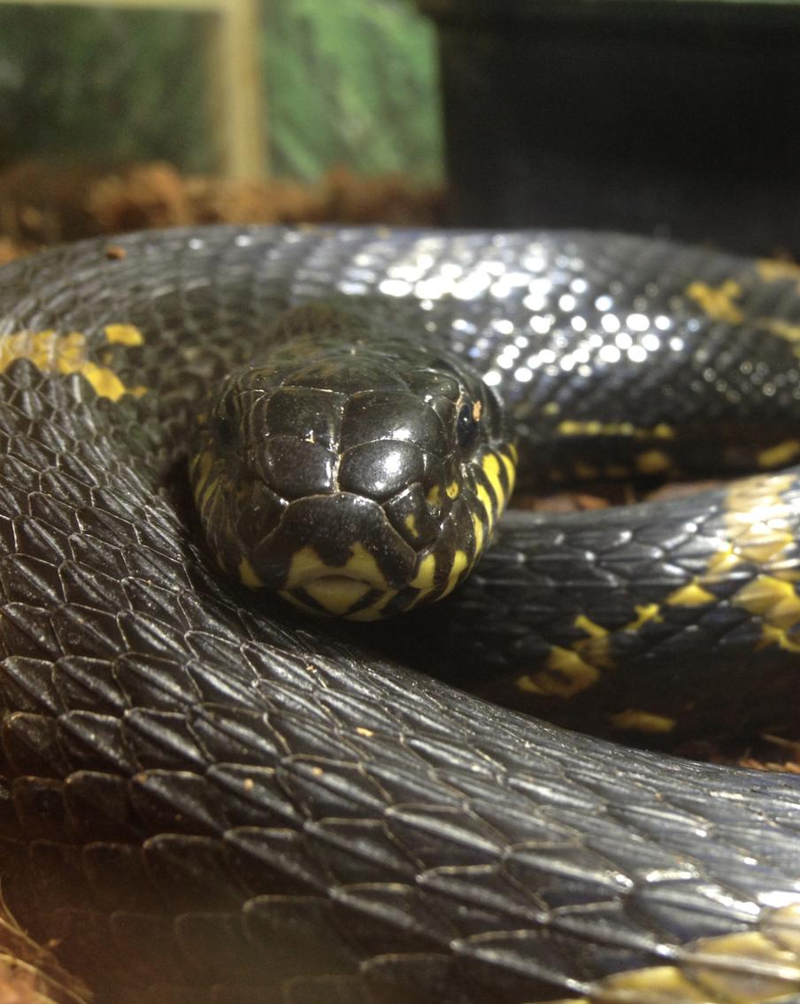 Metro выяснило, каких питомцев москвичи стали чаще покупать