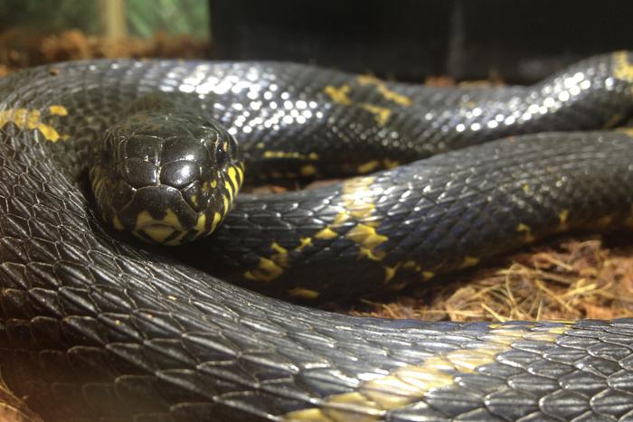 Metro выяснило, каких питомцев москвичи стали чаще покупать