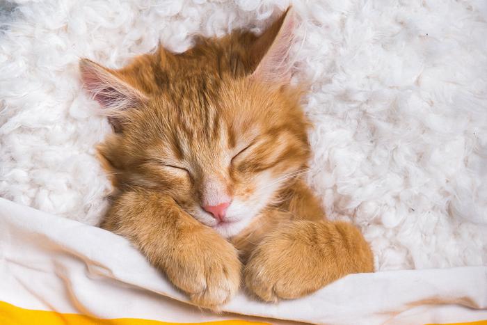 От переутомления до серьёзного заболевания: почему кошка постоянно спит