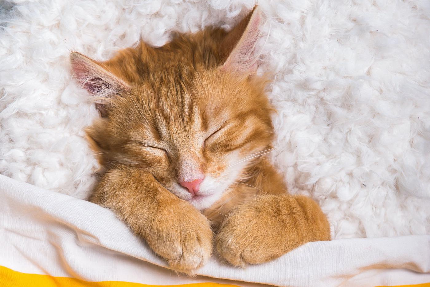 От переутомления до серьёзного заболевания: почему кошка постоянно спит