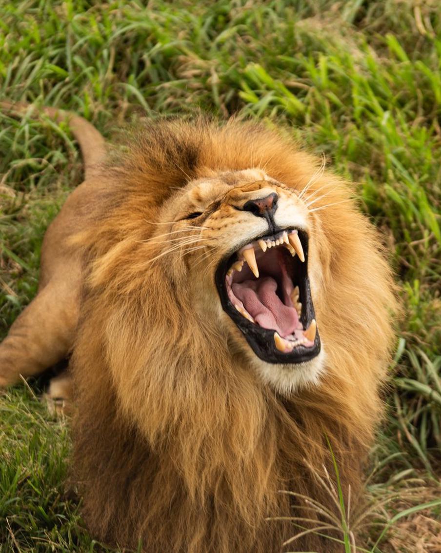 Этот тест покажет, насколько хорошо вы знаете фильмы о животных