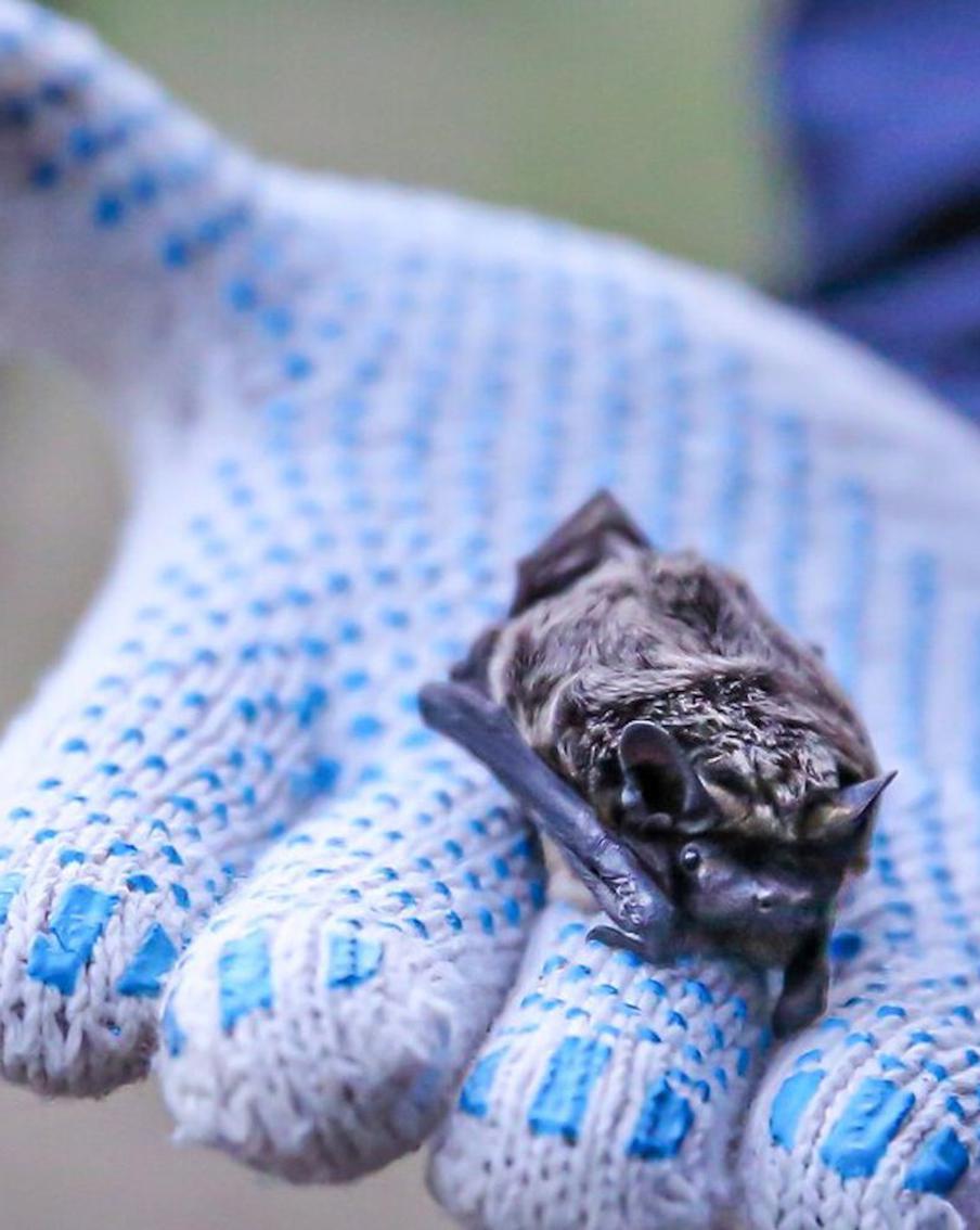 Летучая мышь залетела в квартиру: что делать, кому звонить, чего не допускать