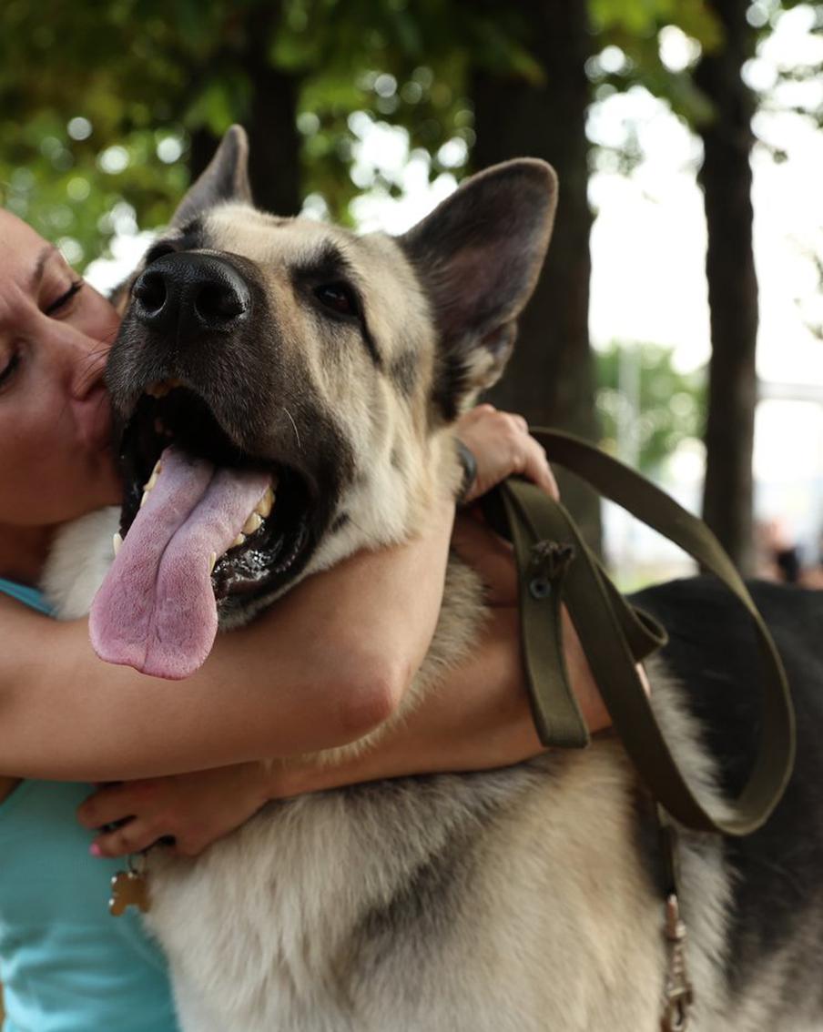 На роль Мухтара взяли хорошего мальчика. В Москве прошёл собачий кастинг