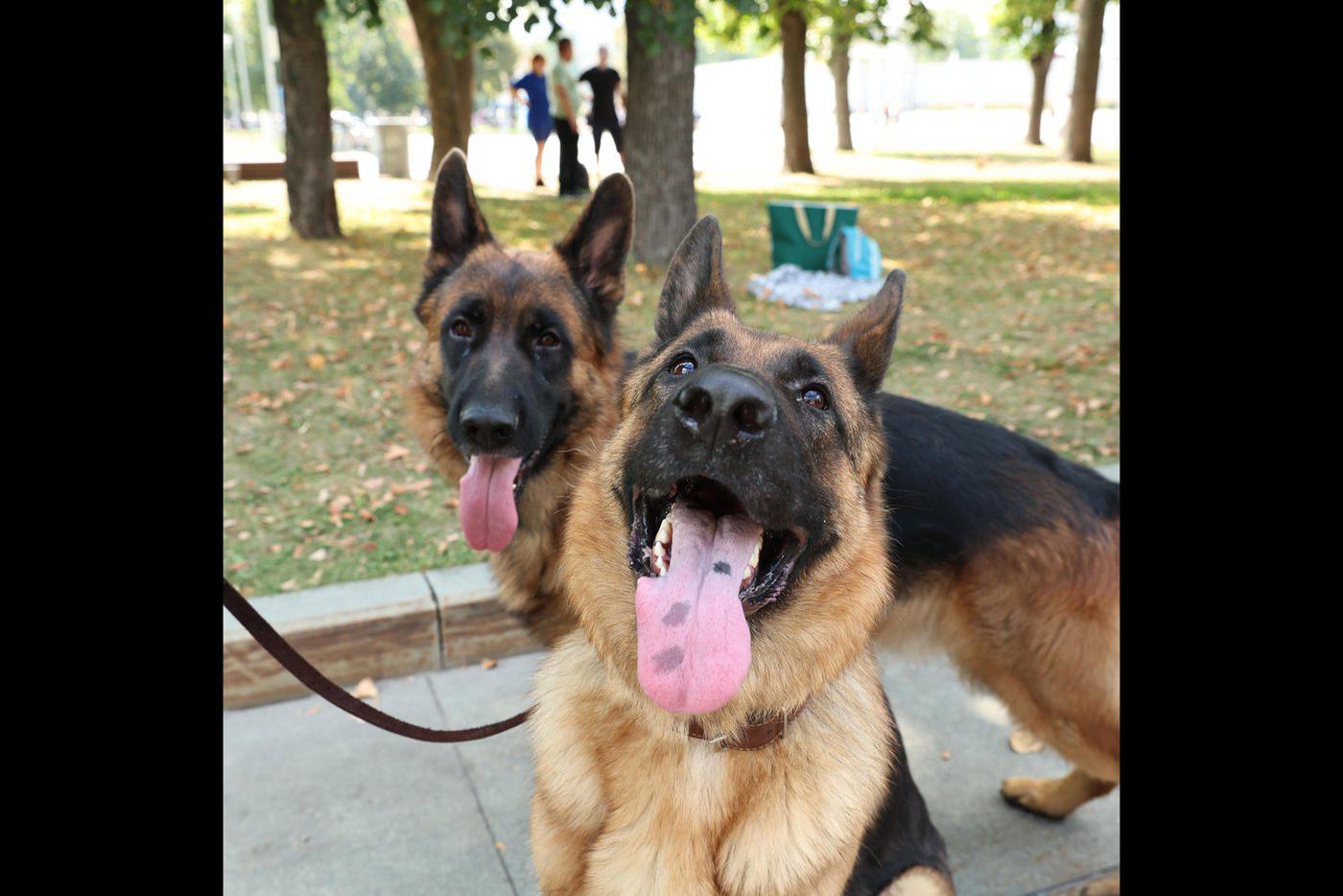 Претенденты на роль Мухтара