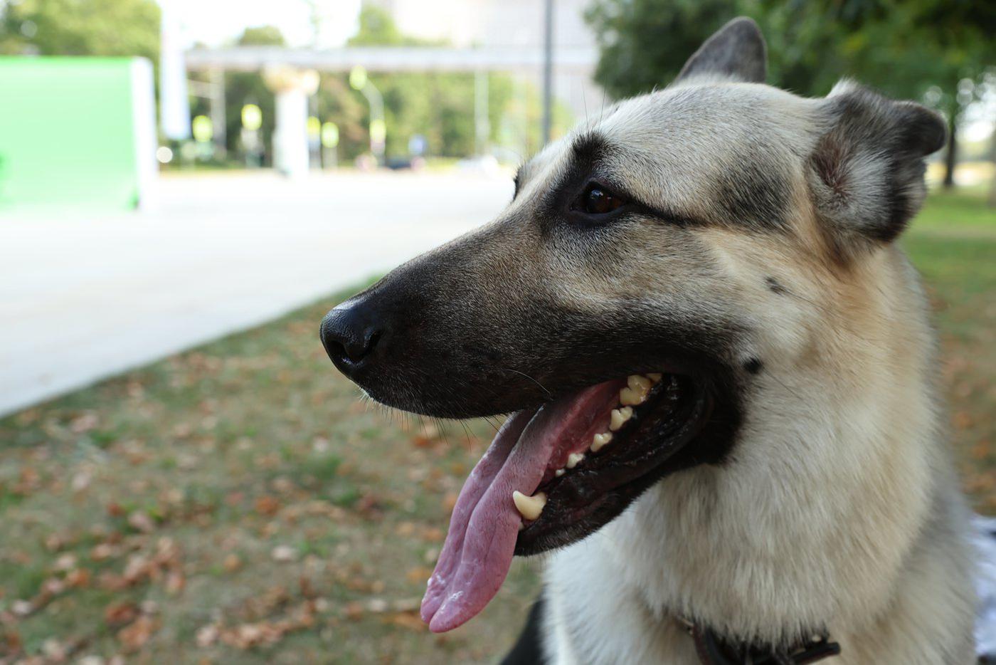 Претенденты на роль Мухтара