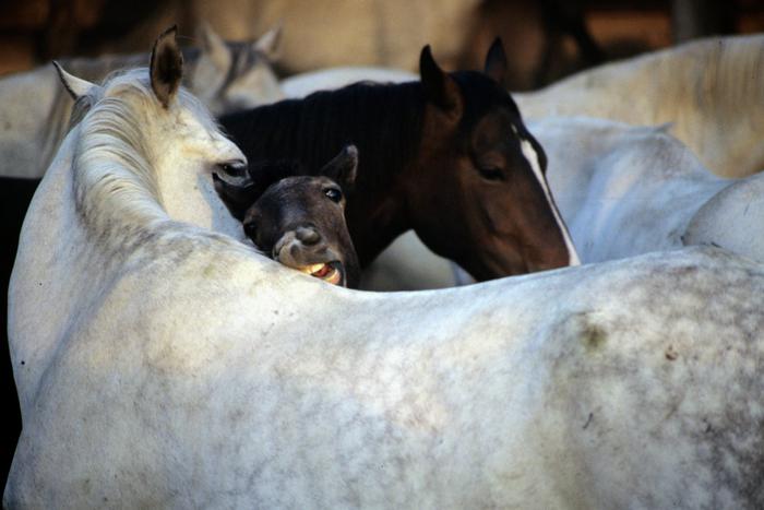 Times: Путин подарил Ким Чен Ыну 24 лошади его любимой породы орловский рысак