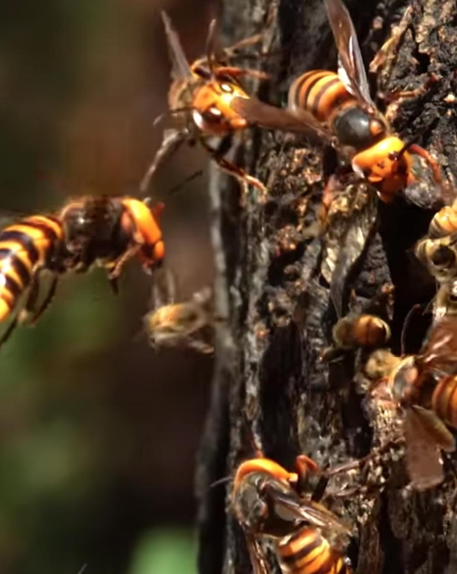 Туманному Альбиону угрожают азиатские шершни