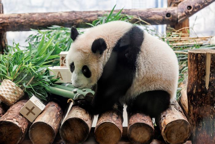 Студенты подарили Катюше кубики с алфавитом. В какие игрушки любит играть маленькая панда?