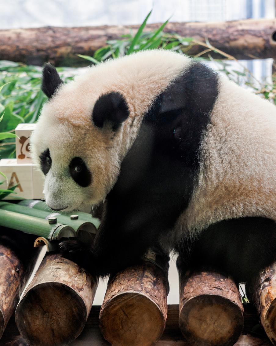 Студенты подарили Катюше кубики с алфавитом. В какие игрушки любит играть маленькая панда?