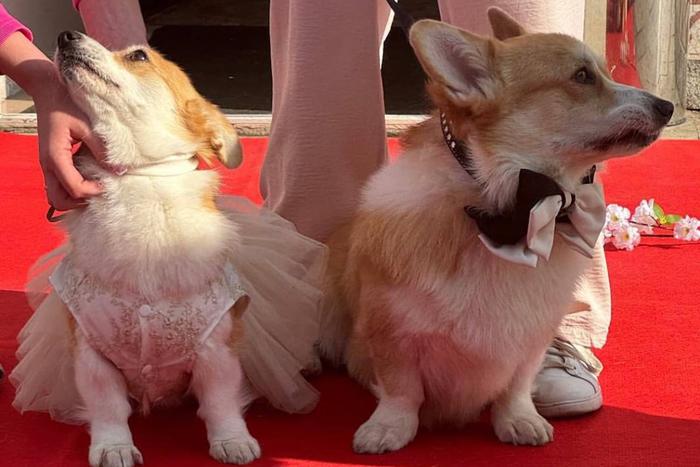 Свадьба влюблённых коржиков разозлила москвичей в Сети