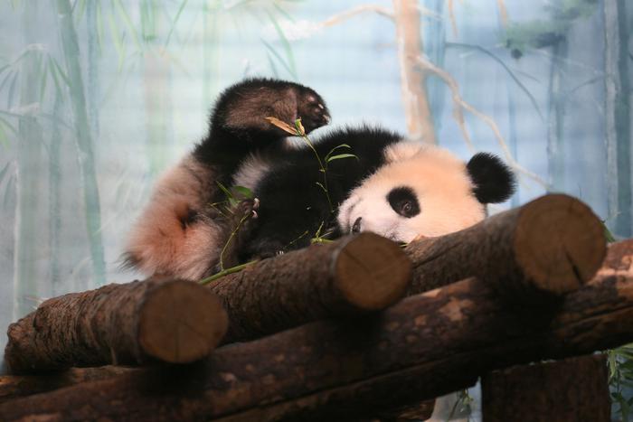 Зоолог Московского зоопарка рассказал, как панда Катюша изучает русский алфавит