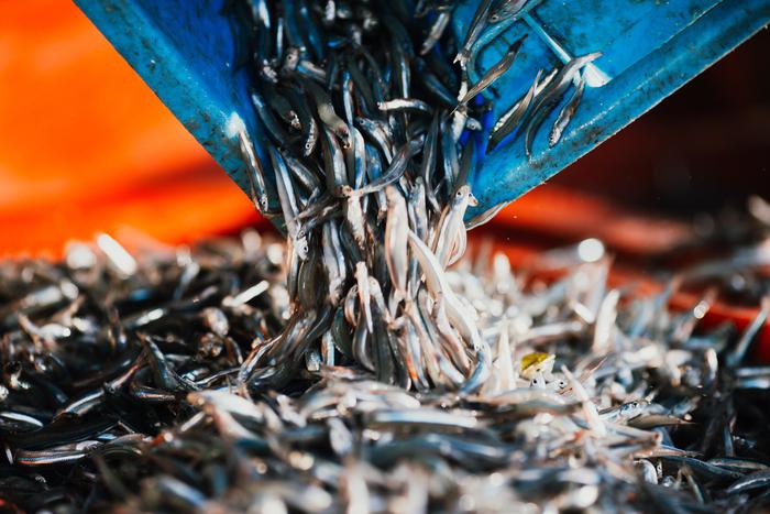 Глава Росрыболовства Шестаков: пусть посмотрят на себя, прежде чем обвинять РФ