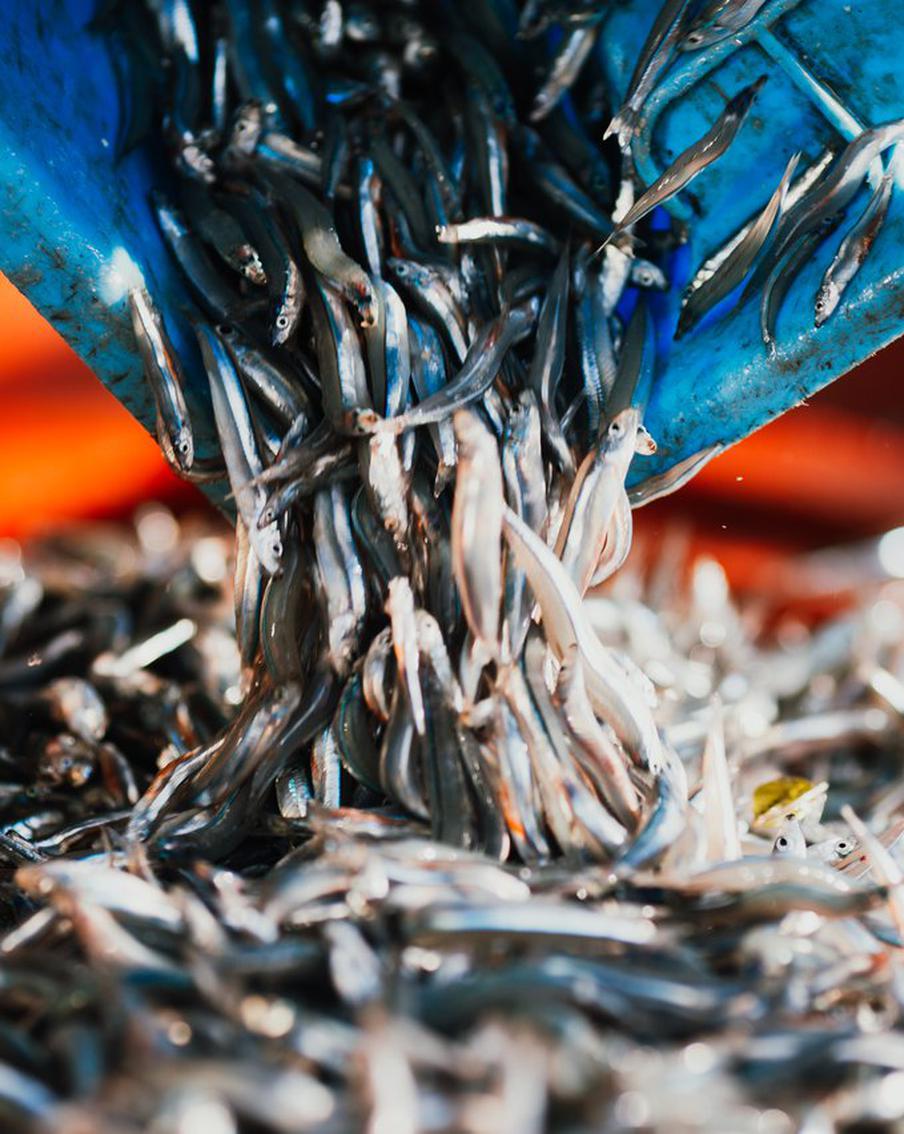 Глава Росрыболовства Шестаков: пусть посмотрят на себя, прежде чем обвинять РФ