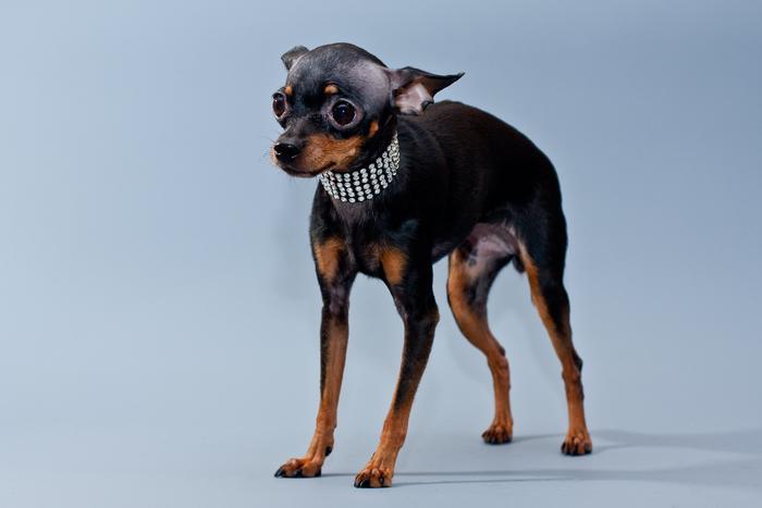 Эксперт назвала 8 причин постоянной дрожи вашей собаки