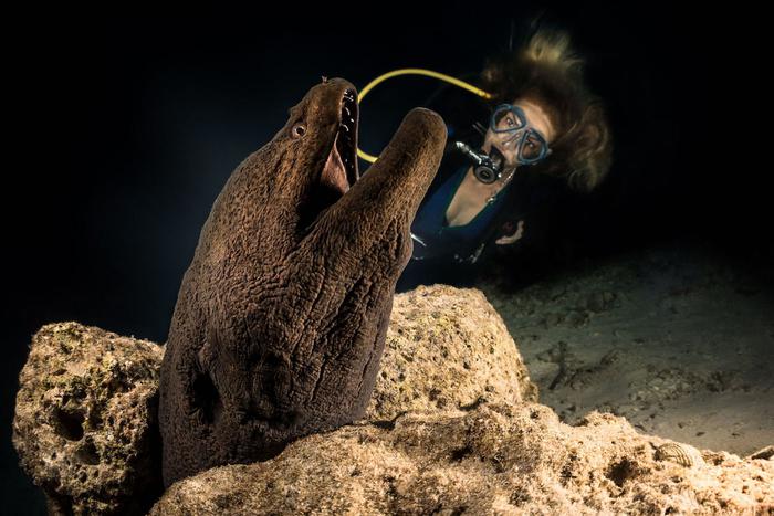 Ядовитую мурену и играющих горбачей показали в Дарвиновском музее