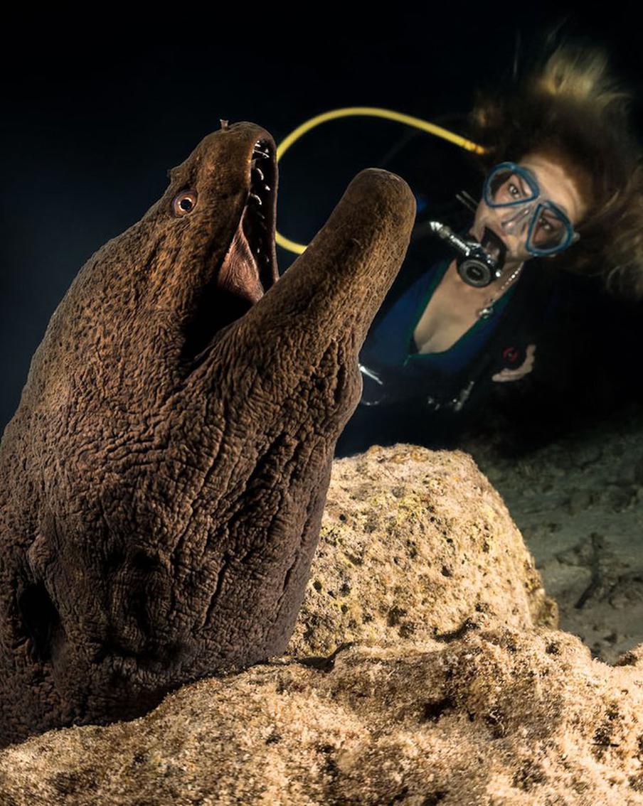 Ядовитую мурену и играющих горбачей показали в Дарвиновском музее