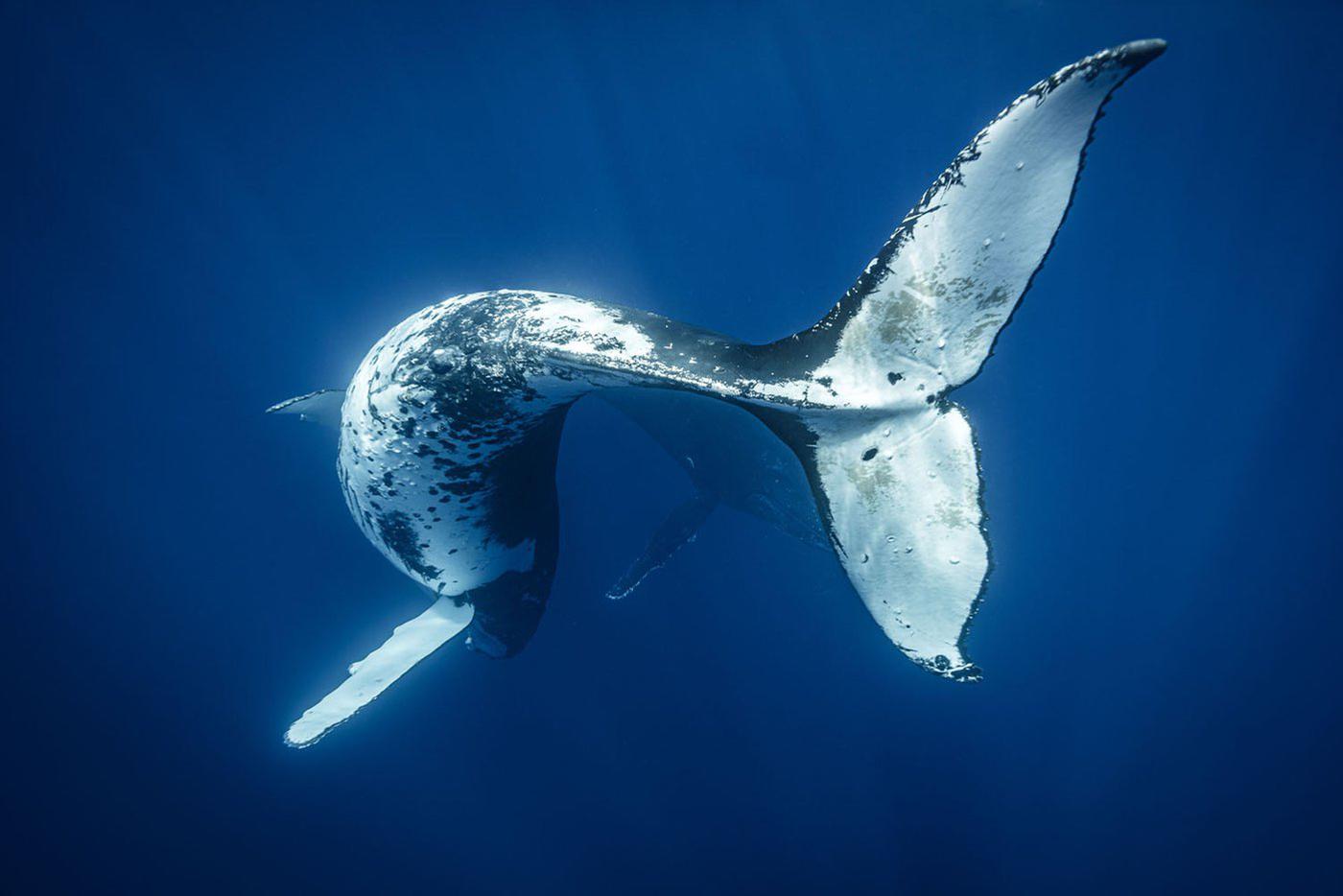 "Хвостиком махнул", Тонга Одно из важных правил безопасности при съёмке горбатых китов – держать дистанцию, ведь когда они играют друг с другом, могут запросто задеть вас хвостом. На снимке как раз такая опасная ситуация – за хвостом главного героя можно разглядеть второго горбача.