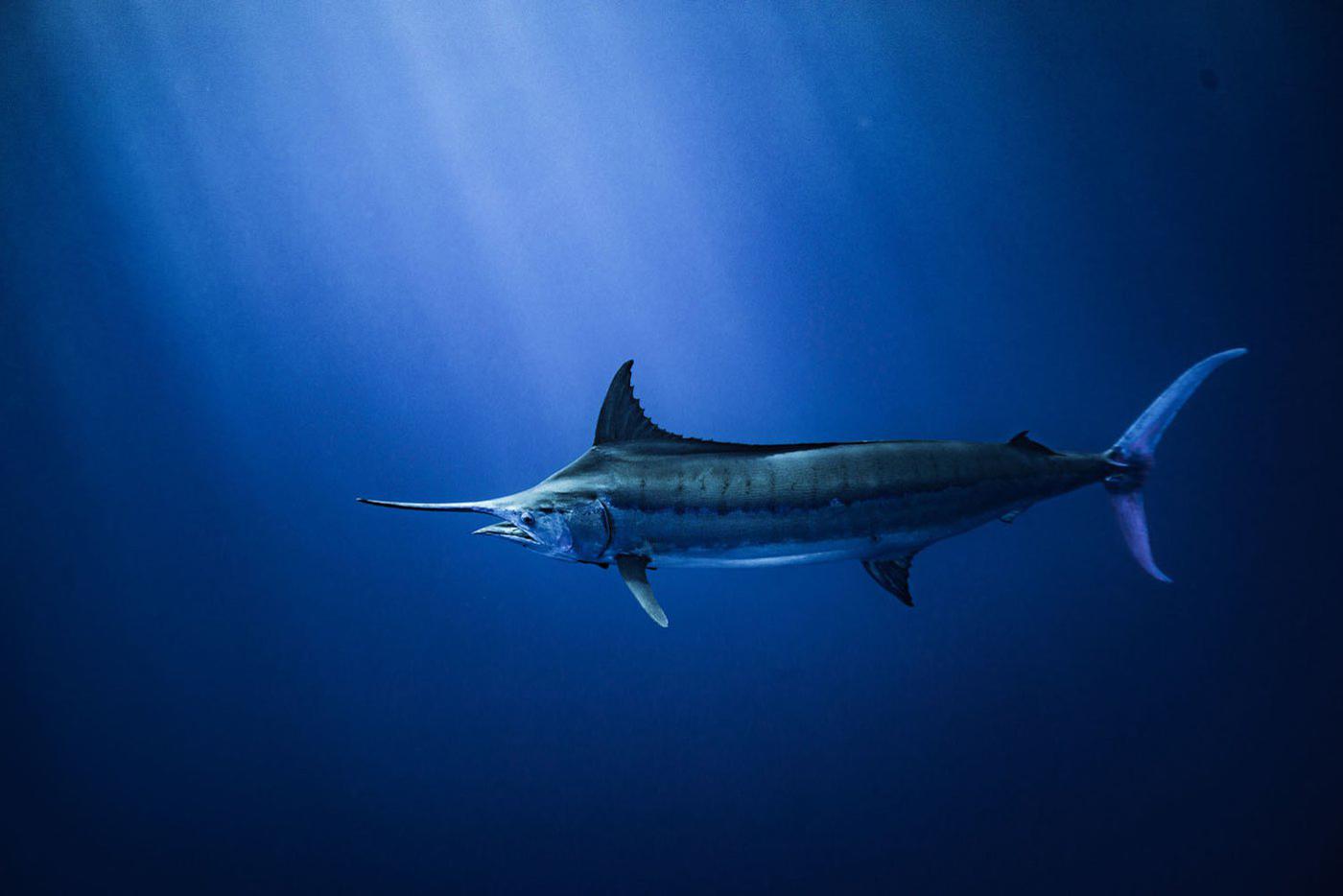 "Голубой марлин", Маврикий – За минуту до этого кадра я наблюдал под водой кашалота, – рассказывает фотограф. – Но стоило ему уплыть, как вдруг я заметил марлина. Тот начал изучать меня, сделав несколько кругов, прежде чем скрыться на глубине.