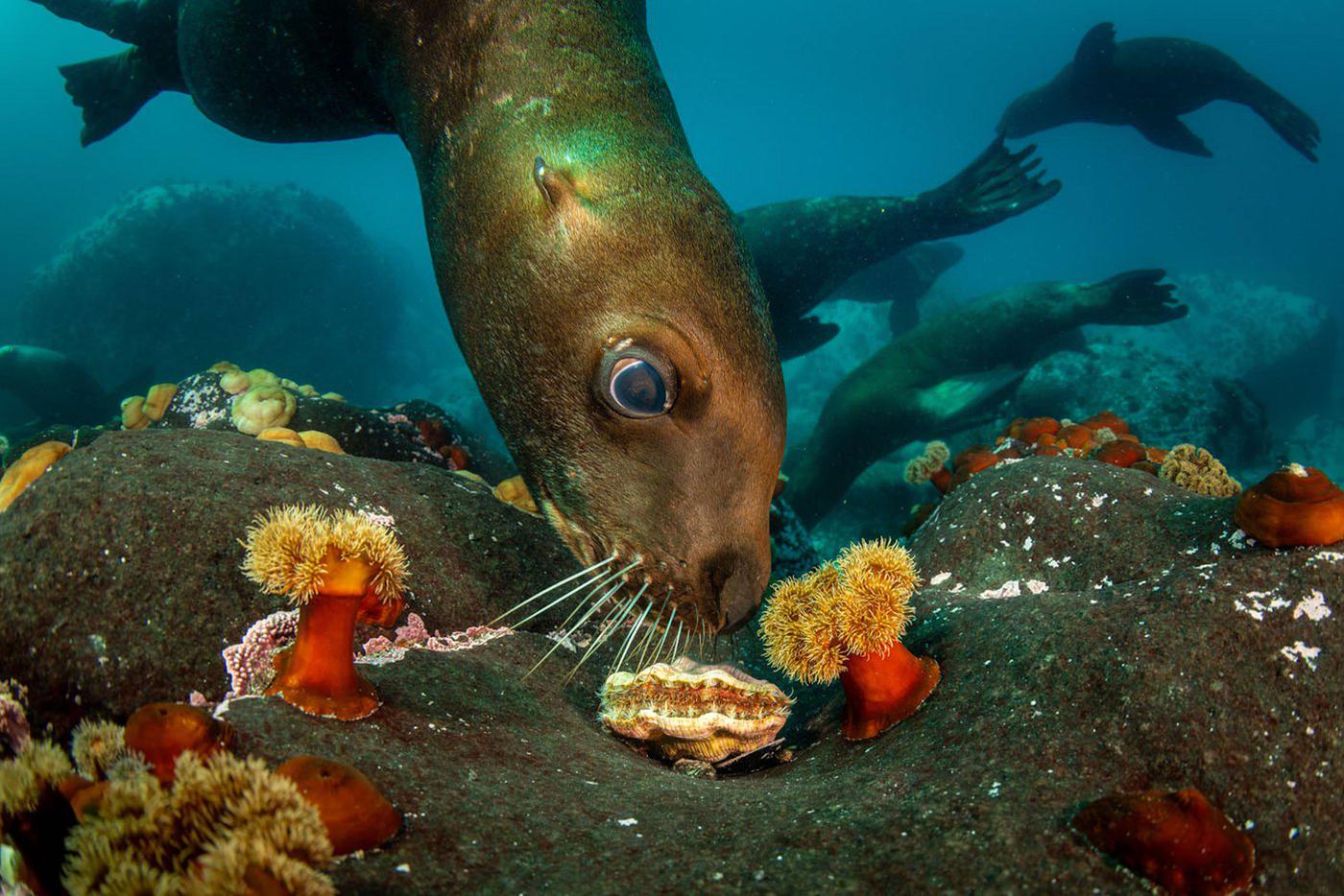 "Любопытство", остров Монерон, Россия На этом кадре запечатлён сивуч ‒– настоящий северный морской лев. Он настолько любопытен, что решил лично проверить, что там разглядывает фотограф.