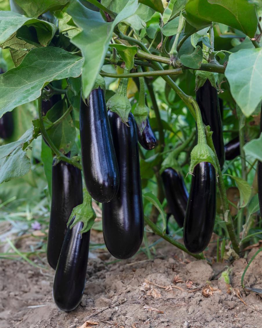 Эксперты рассказали, какие баклажаны долго не будут портиться