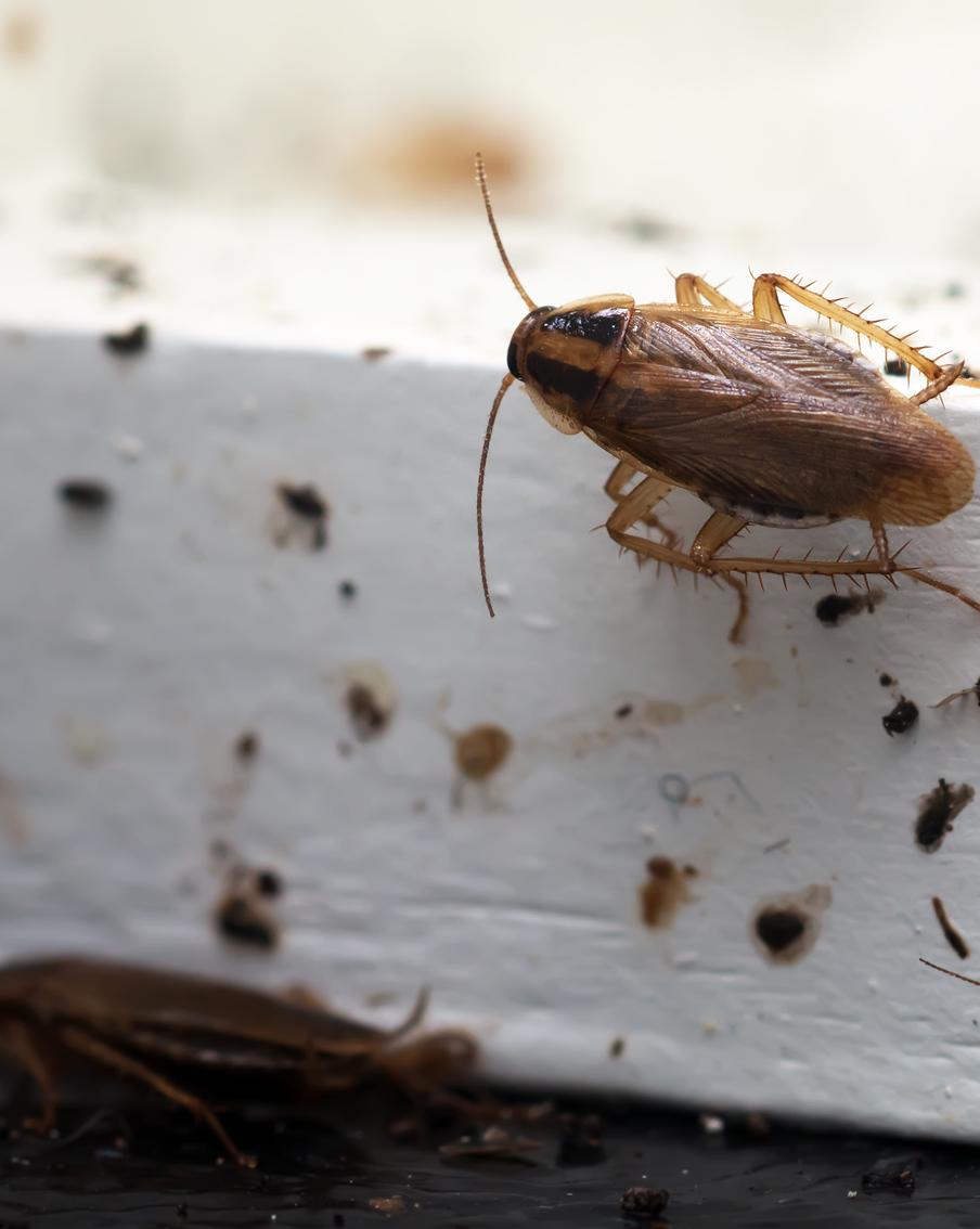 Подмосковные врачи достали из ушей женщин тараканов, которые заползли в них ночью