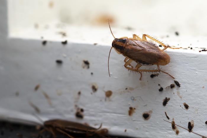 Подмосковные врачи достали из ушей женщин тараканов, которые заползли в них ночью