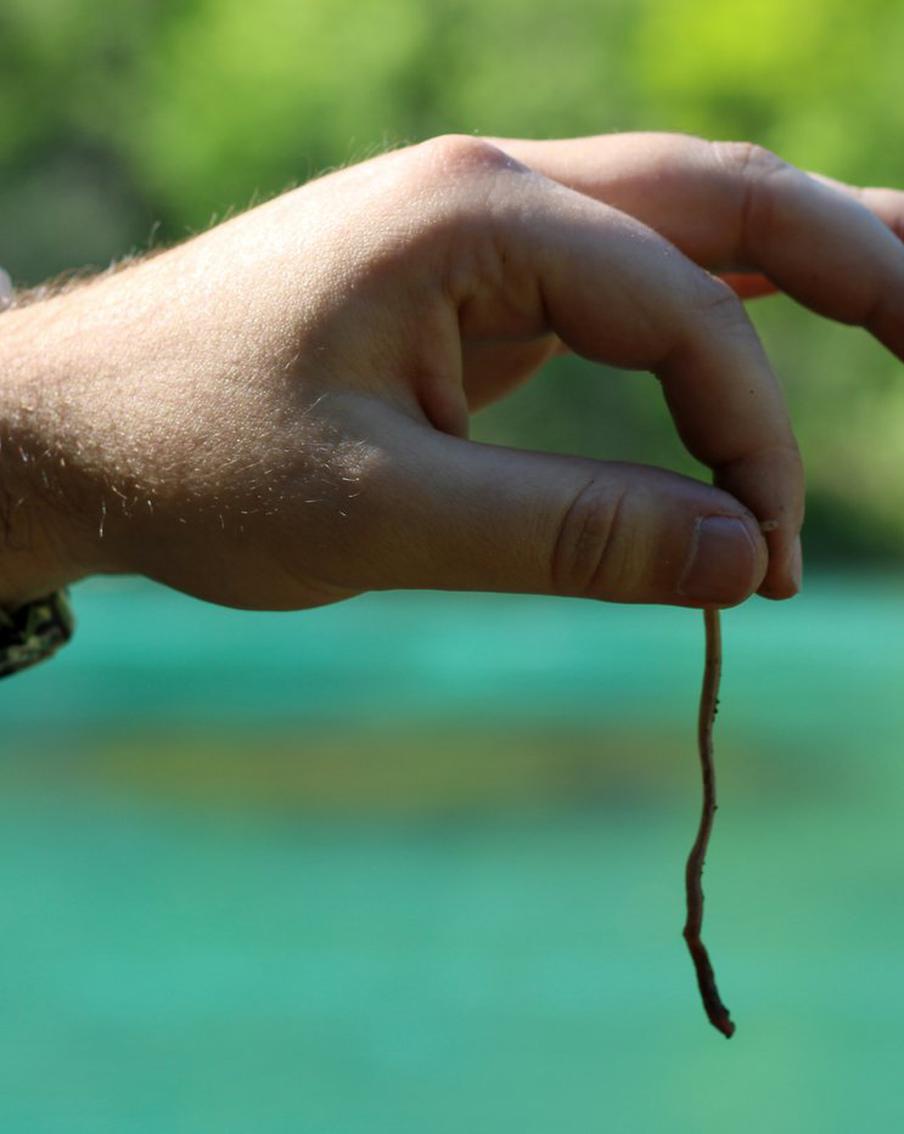 Шнобелевскую премию по химии вручили за исследование пьяных червей