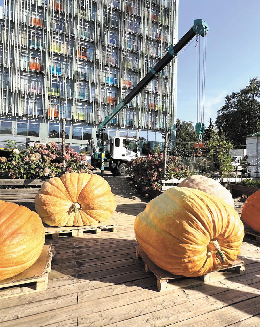 "Чтобы погрузить их, потребовалось 4 грузчика": тыкву-рекордсменку показали в "Аптекарском огороде"