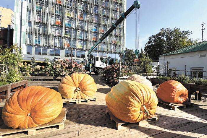 "Чтобы погрузить их, потребовалось 4 грузчика": тыкву-рекордсменку показали в "Аптекарском огороде"