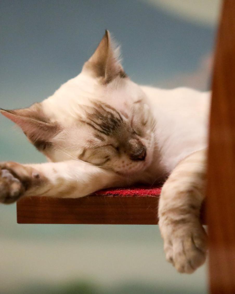 Умерла самая старая кошка в мире