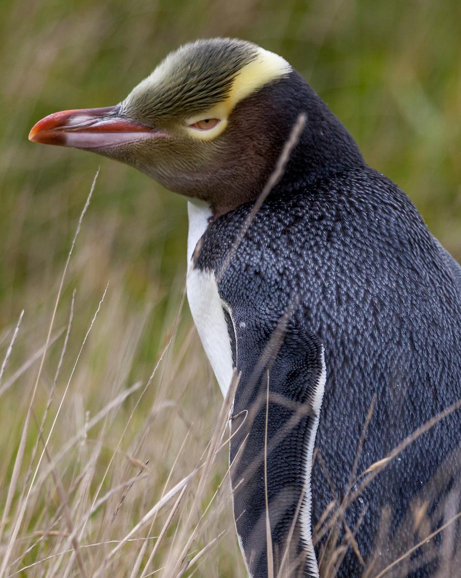 Вонючий желтоглазый пингвин стал "Птицей года" в Новой Зеландии