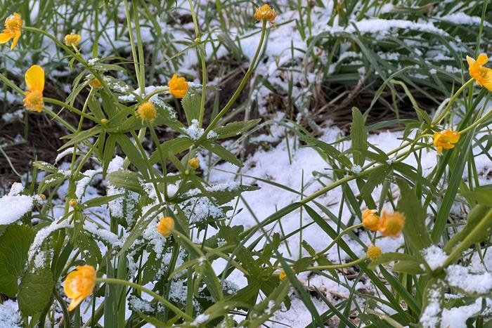 Стало известно, когда в Москве выпадет первый снег