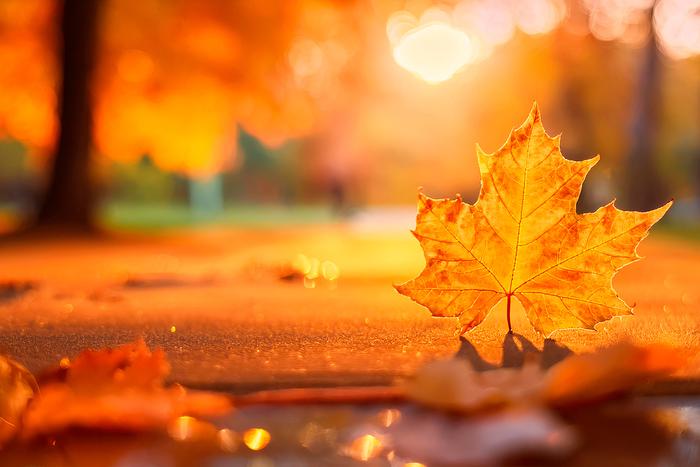 Осень на пороге: когда начнут опадать листья и пройдут первые заморозки