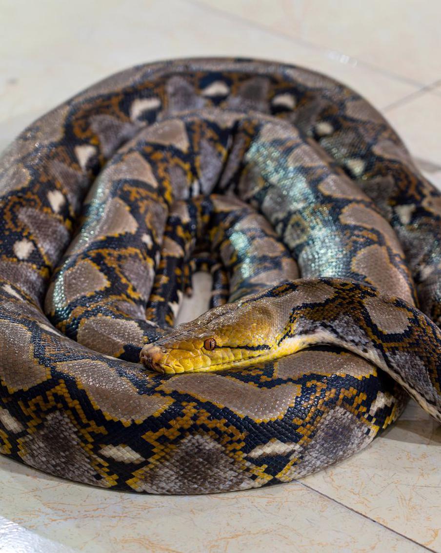 Женщина два часа боролась с питоном и выжила