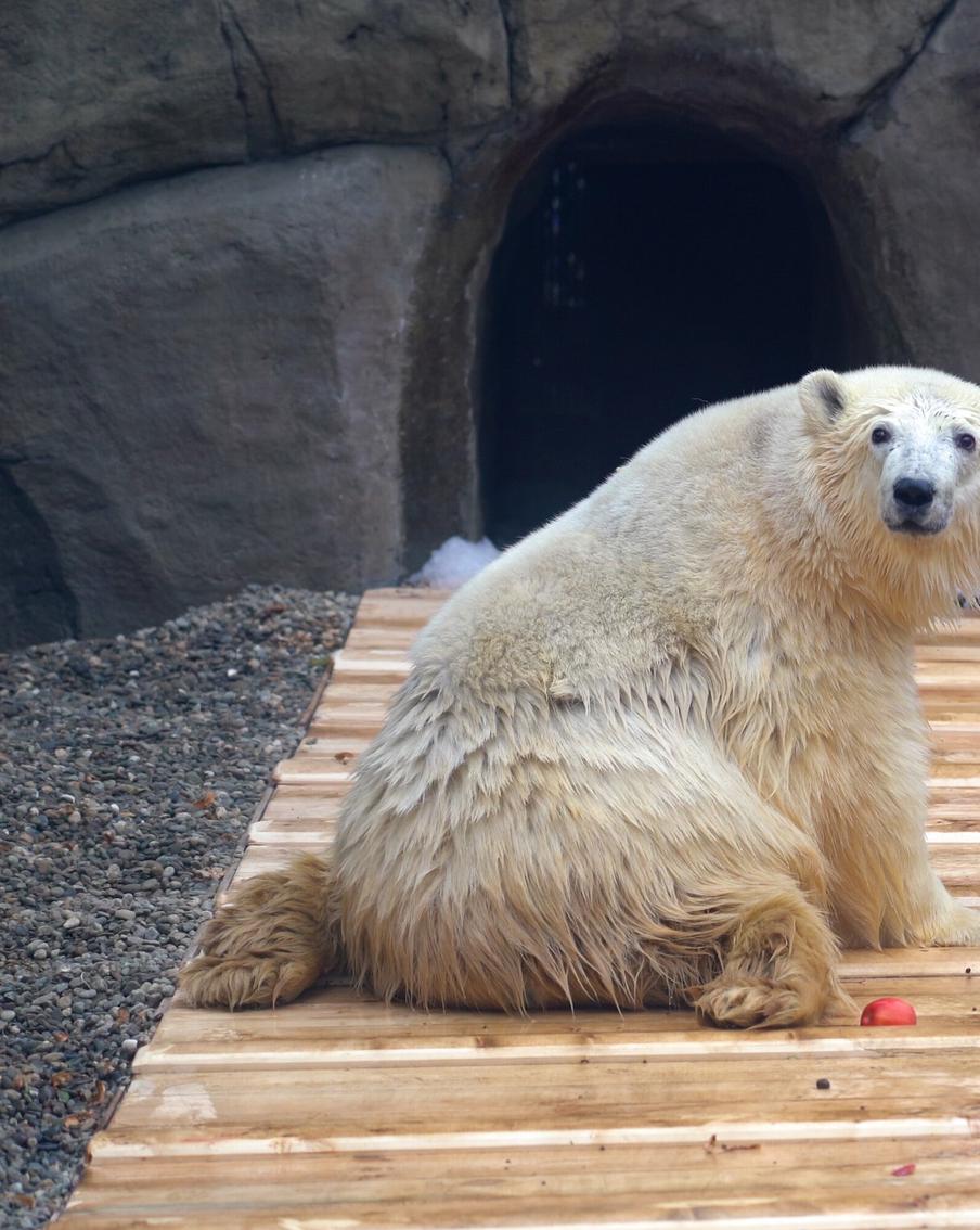 Спасённый в Диксоне мишка навсегда поселится в Московском зоопарке