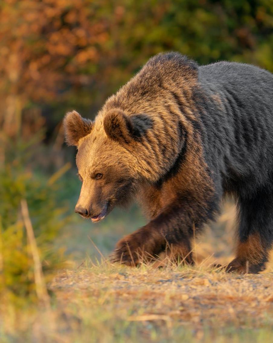 Медведь-убийца терроризирует жителей Приморья. Косматый уже задрал нескольких человек