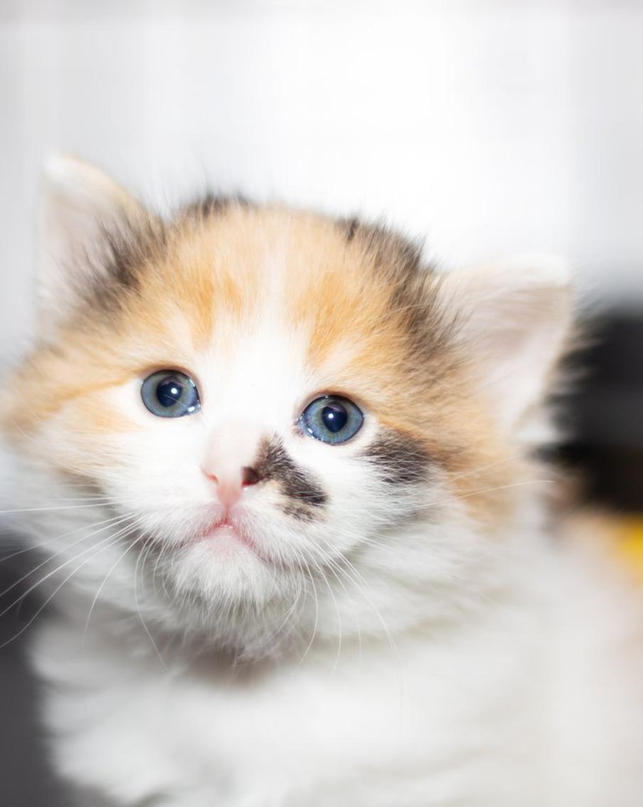 Британского премьера заподозрили в поддержке России из-за породы котёнка