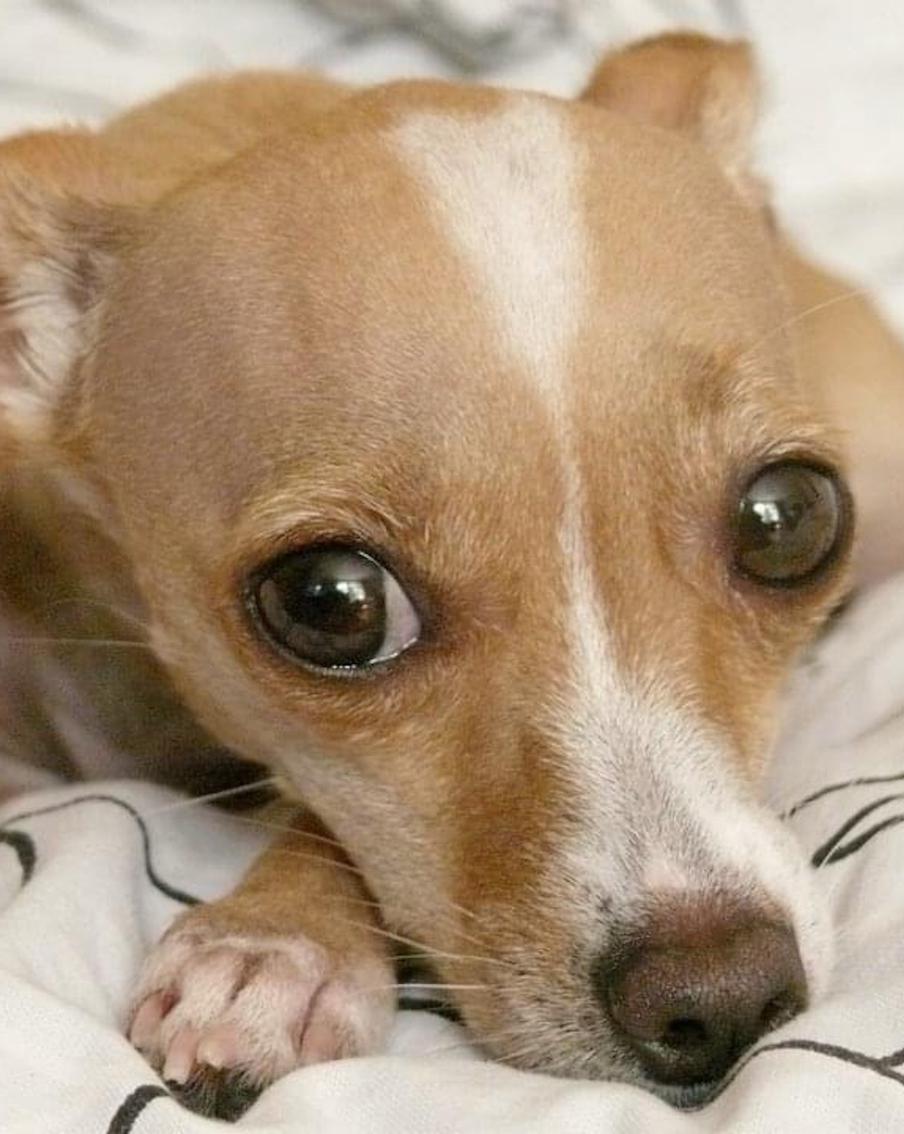 Прощай, мой друг: как пережить уход домашнего питомца