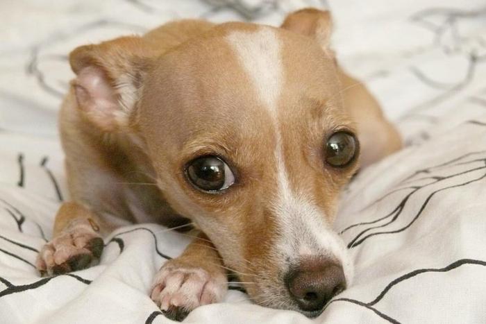 Прощай, мой друг: как пережить уход домашнего питомца