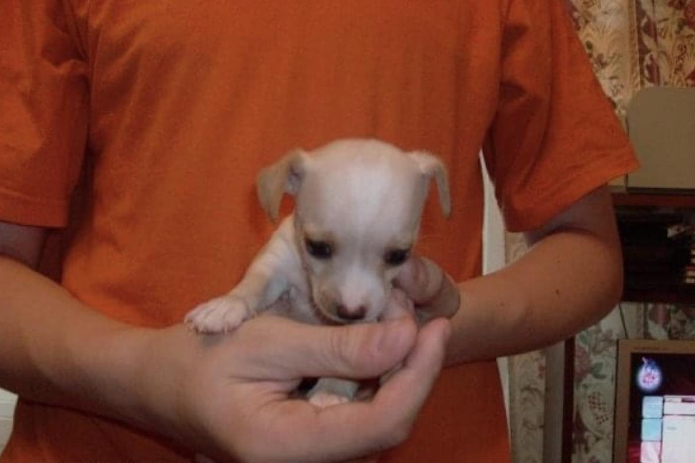 Такой я увидела её на сайте объявлений. Её семья жила в Новосибирске, и, недолго думая, я полетела её забирать.