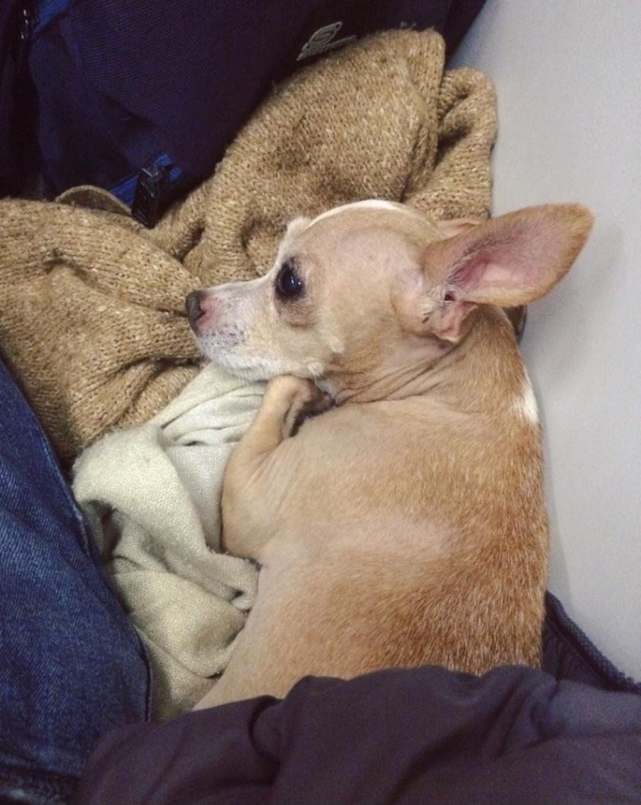 Со мной в сапсане. Наде 10 лет.