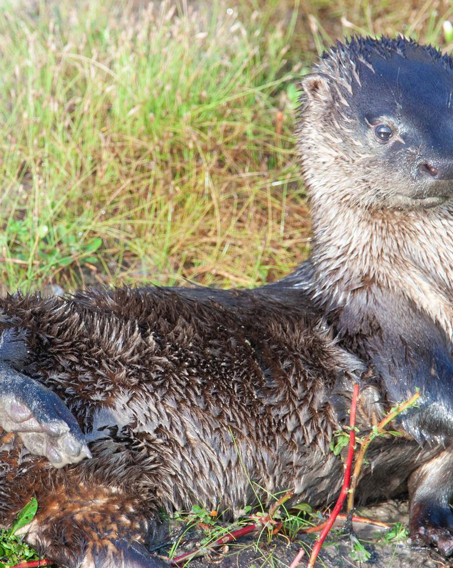 И всё таки она существует. Учёные из Латинской Америки открыли новый вид выдр