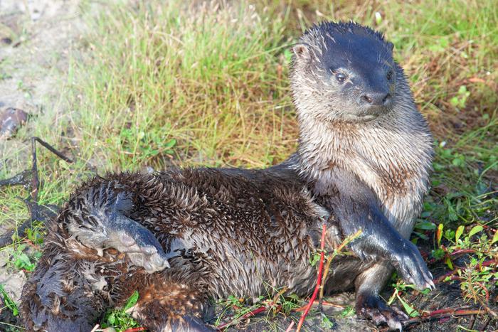 И всё таки она существует. Учёные из Латинской Америки открыли новый вид выдр