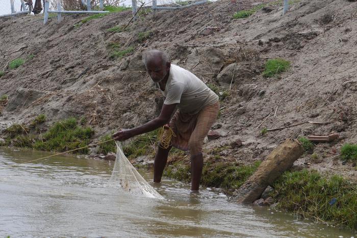 В Индии рыбаки поймали двух огромных рыб – и разбогатели