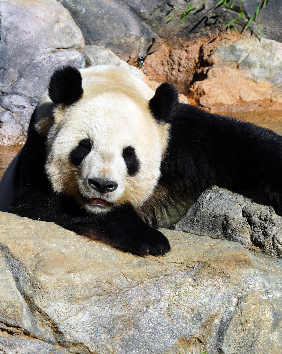 Токийский зоопарк отправил в Китай двух гигантских панд при помощи чартерного рейса