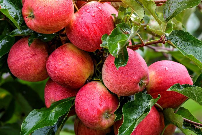 СК проверит данные о группе рабов на ферме под Тулой