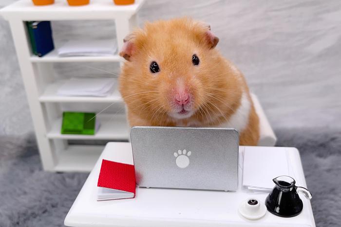 Обустройство клетки для хомяка: как поддерживать активность любимца