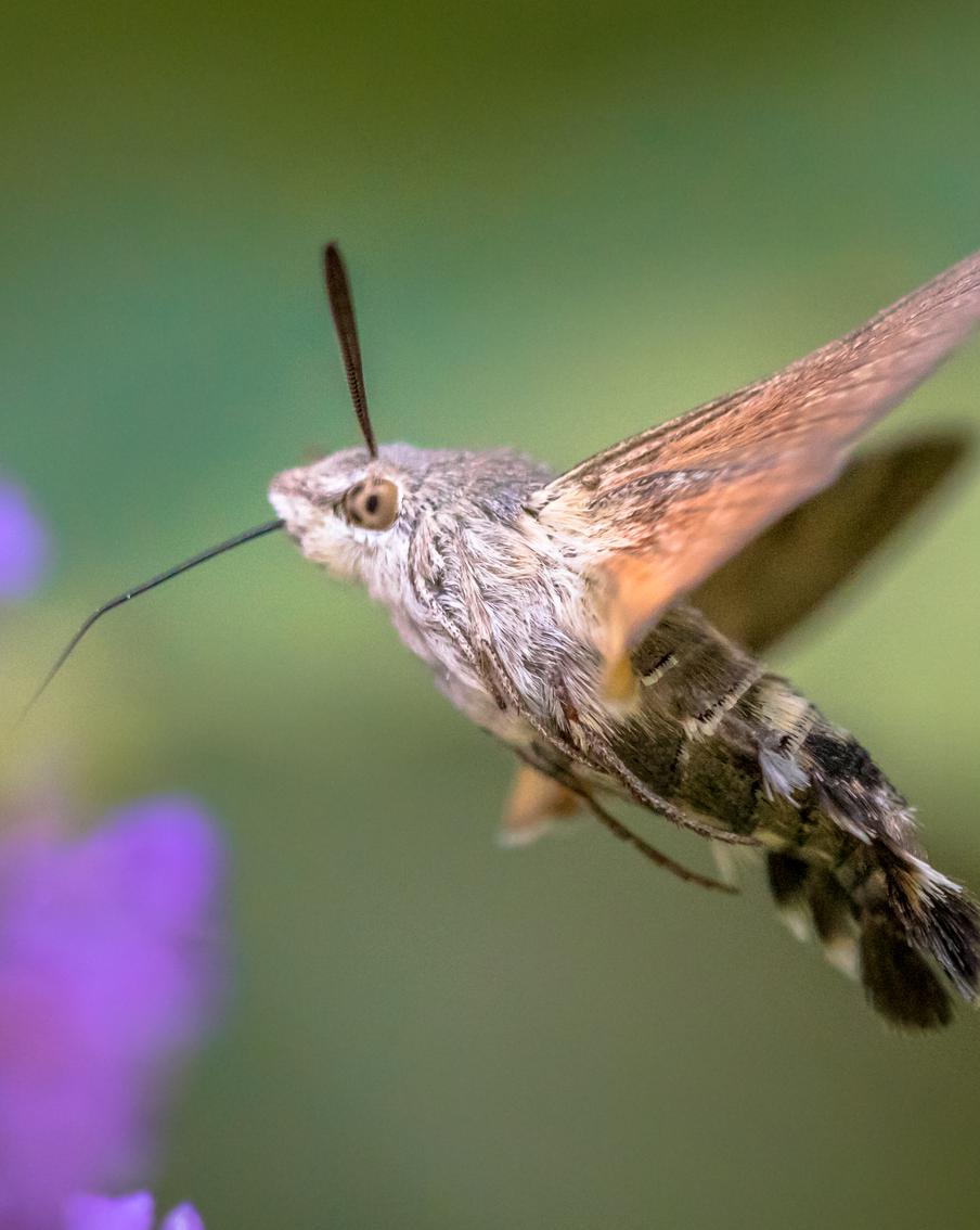 Крупного бражника заметили у метро "Пролетарская" и перепутали с колибри